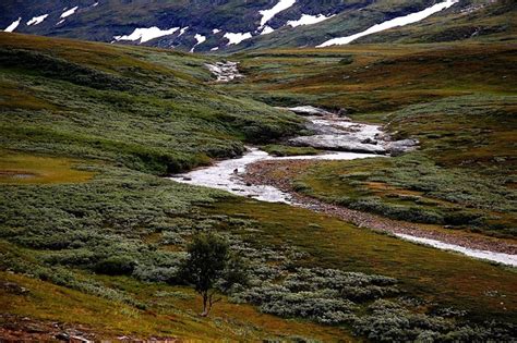 Bioma Tundra Iklim Curah Hujan Lokasi Musim Flora Dan Fauna Guru