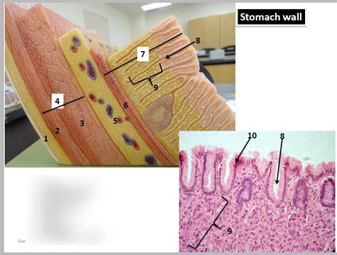 Stomach Wall Diagram Quizlet