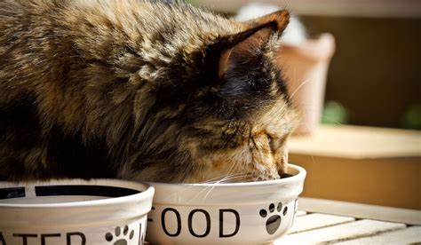Лучшие сухие корма для стерилизованных кошек 2021: рейтинг топ-10 по ...