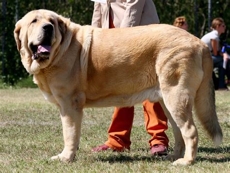 spanish mastiff history personality appearance health  pictures