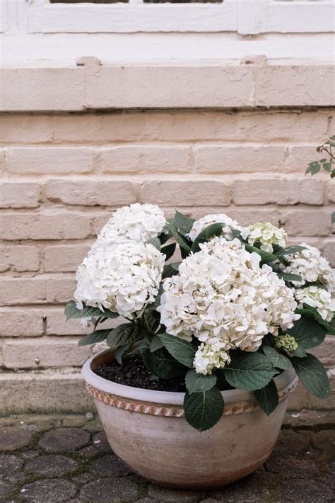 How To Grow Hydrangeas In Pots Darling Down South