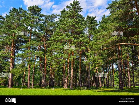 Pine Forest Beautiful Summer Sunny Landscape Tall Straight Pine