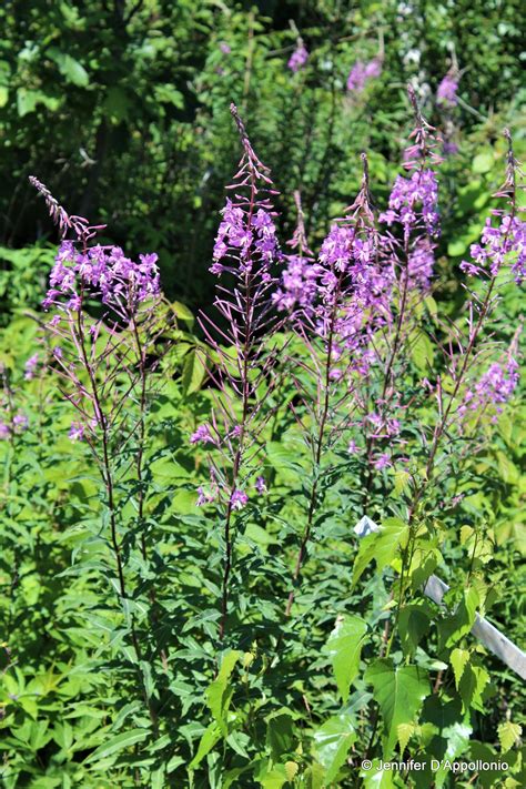 Fireweed Cooperative Extension Maine Wild Blueberries University