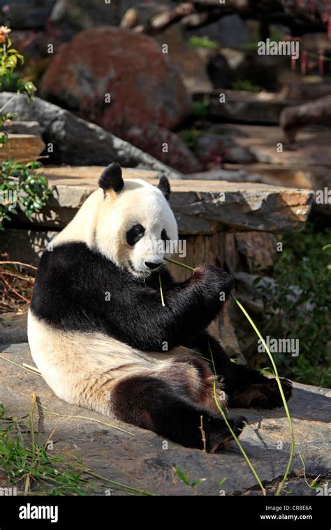 Giant Panda Ailuropoda Melanoleuca Adult Eating Bamboo Adelaide