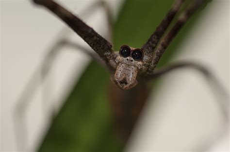 Net Casting Spiders The Australian Museum