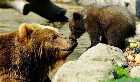 Baby Brown Bear Facts Peepsburghcom