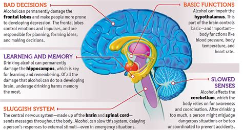 Alcohol And Your Brain Ask Listen Learn