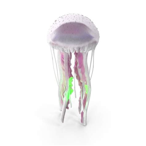 Purple Striped Jellyfish Pelagia Noctiluca White 3d Envato Elements