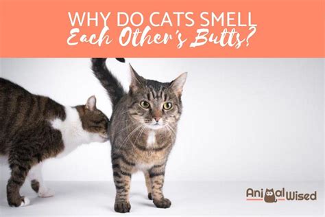 Why Do Cats Sniff Each Others Butts Reasons Cats Smell Butts