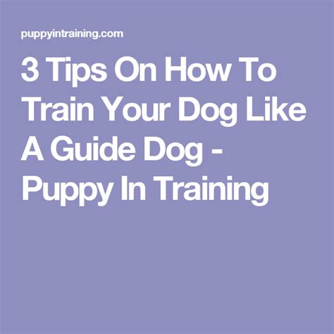 3 Tips On How To Train Your Dog Like A Guide Dog Puppy In Training