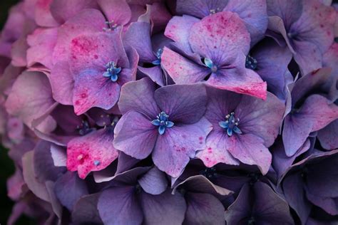 Purple Flowers Photo Free Flower Image On Unsplash Hydrangea Purple