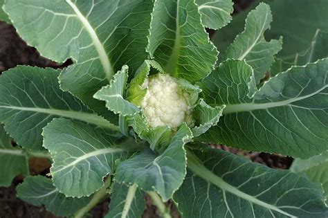 11 Reasons For Cauliflower Not Forming Heads Gardeners Path