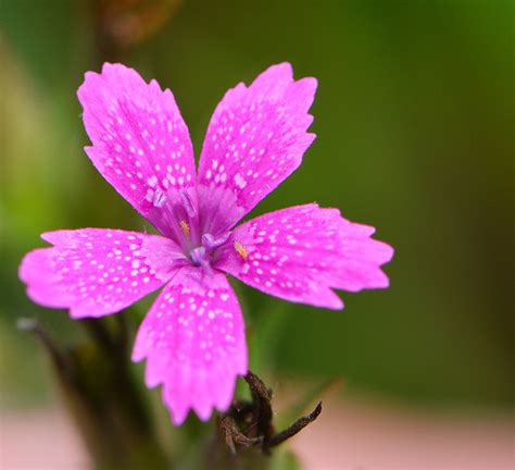 Pink Pretty Flower Pictures 45 Pretty Flowers In The World With The