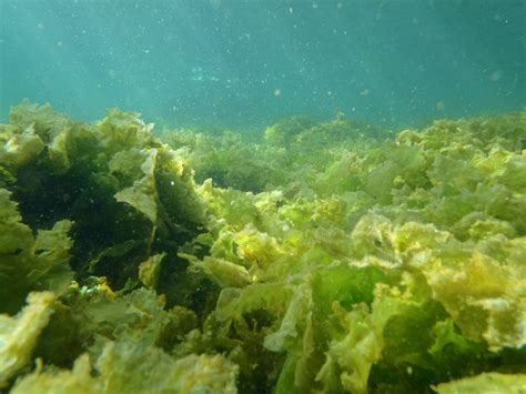 Shocked Scientists Say Climate Change Isnt Causing A Sea Algae Crisis