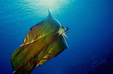 Blanket Octopuses Characteristics Types Habits And More