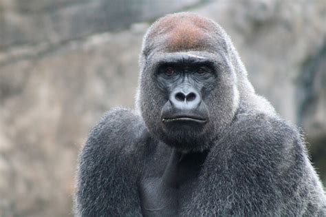 Gorila Informações Características E Curiosidades