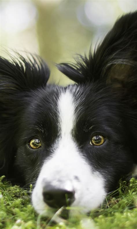 Border Collie Pet Dog 4k Hd Animals Wallpapers Hd Wallpapers Id 50493