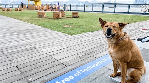 Inclusive Parks For Pets Dog Owners Can Now Walk From K Town To Central