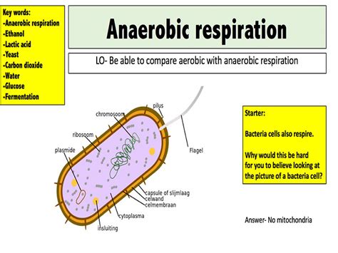 Anaerobic Bacteria Diagram