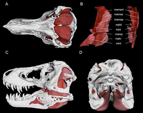 Jaw Adductor Muscle Model For Tyrannosaurus Rex Bhi In A My XXX Hot Girl