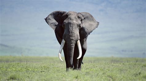Elephant White Background Large Wallpaper Coolwallpapersme