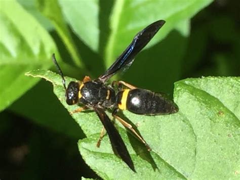 Black Wasps With Yellow Stripes