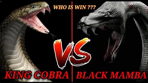 King Cobra Vs Black Mamba লড়াইয়ের শেষে কে মারা যাবে আর কে বেচে