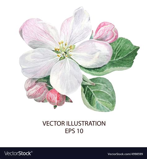 Apple Blossom Flowers Royalty Free Vector Image