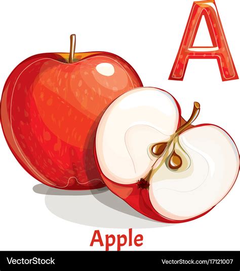 Alphabet Letter A Apple Royalty Free Vector Image