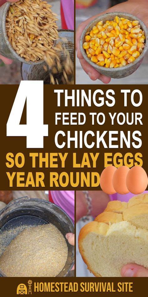 11 reasons why we think yes! A high protein chicken treat your hens will love. in 2020 ...