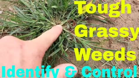 Grassy Weeds Identify And Control Crabgrass Dallisgrass Goosegrass