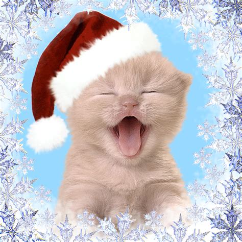 Happy Christmas Kitty Pictures Photos And Images For