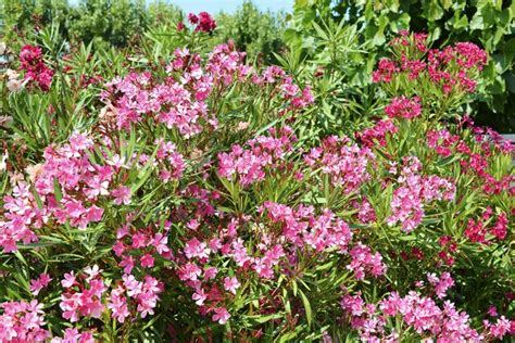 How Toxic Is Oleander To Humans Hunker