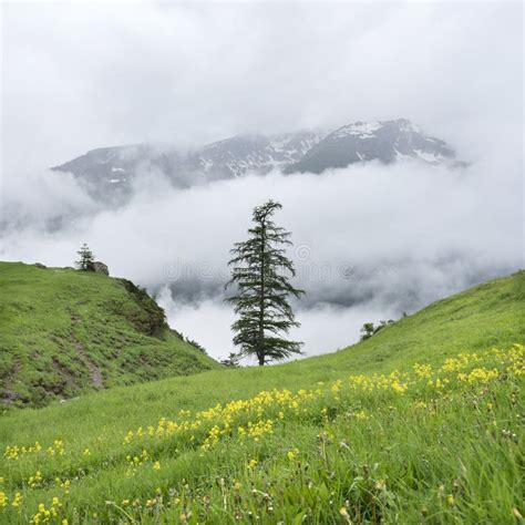 Tree And Grassy Mountain Meadow With Yellow Flowers In The French Alps