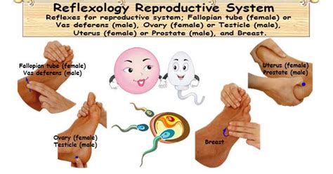 Reflexology Reproductive System 4 Reflexes For Foolproof Reproduction