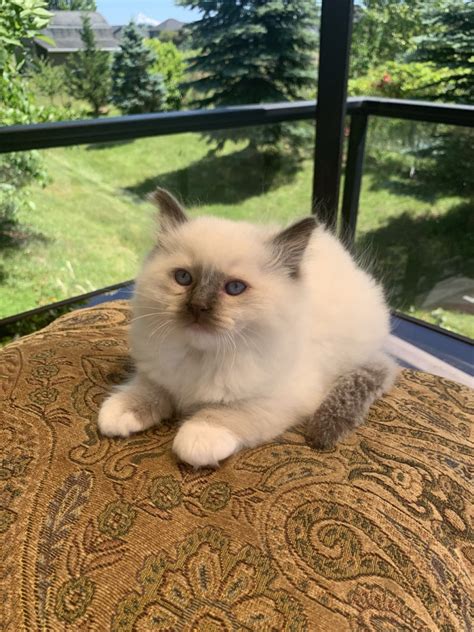 Ragdoll Cats For Sale Vancouver Wa 300252 Petzlover