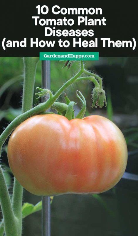 10 Common Tomato Plant Diseases And How To Heal Them