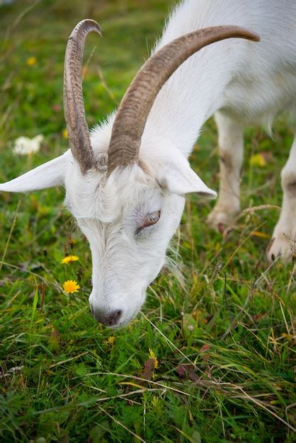 Premium Photo Goat Portrait Of A Goat On A Farm In The Village