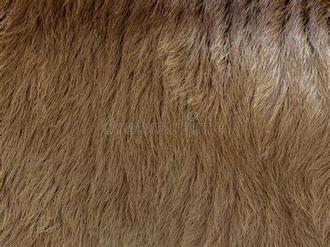 Brown Cow Fur In The Detail Stock Image Image Of Buffalo Spotted