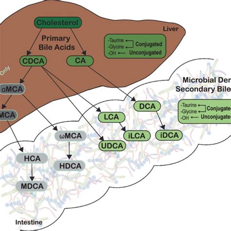 Pdf Diversification Of Host Bile Acids By Members Of The Gut Microbiota