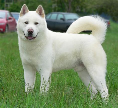 15 Very Beautiful White Akita Dog Pictures And Photos Cachorros Akita