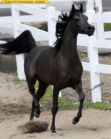 Proud N Beatiful Black Arabian Horse Beautiful Arabian Horses Black Horses