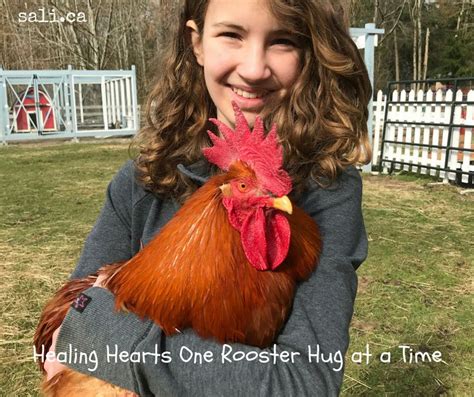 Healing One Rooster Hug At A Time Louisethemagnificentrooster Rooster Chickens