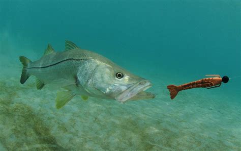 The 10 Best Snook Lures Of 2023