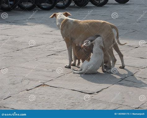 Mother Dog Feeding Their Puppies Stock Image Image Of Puppies Mother