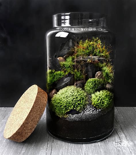 Woodland Moss Terrarium In Large Glass Jar Easy Houseplant Etsy