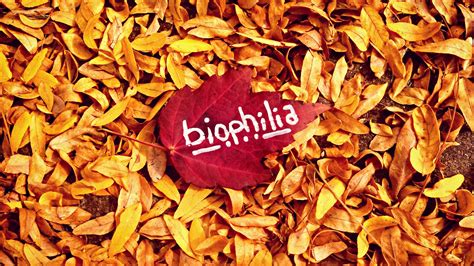 Biophilia The Love Of Life Being Attracted To All That Is Alive And