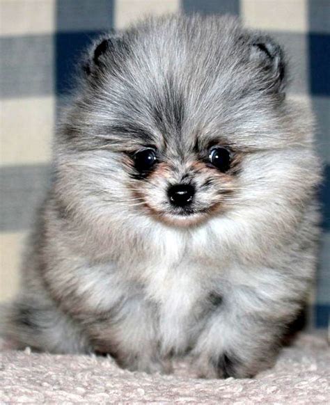 Ranked as one of the most popular breeds in the united states for over 30 years, the pomeranian merits its fame to its big heart, agile mindset and colorful personality. 1000+ images about pomeranians on Pinterest | Teacup ...