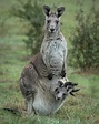 Kangaroo and Joey in pouch Photograph by Barry Kearney