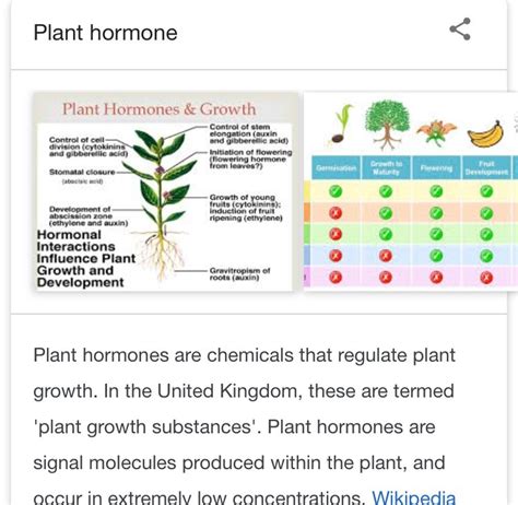 Tell Me About The Plant Hormones